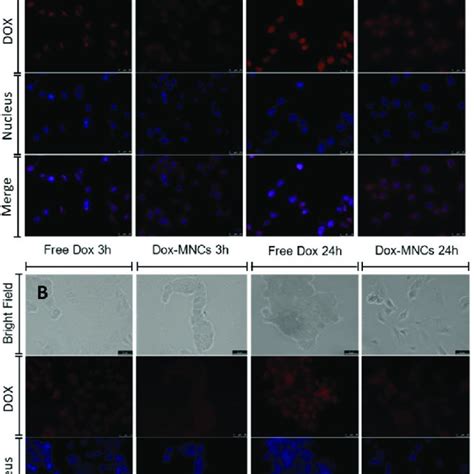 Biocompatibility Study By Mtt Assay On L Murine Fibroblast Cells