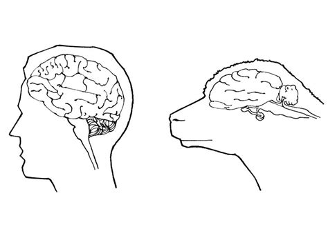 Dibujo De Cerebro De Humano Y Cerebro De Oveja Para Colorear Img 18998