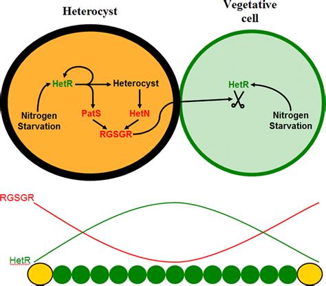 Cyanobacteria Heterocysts