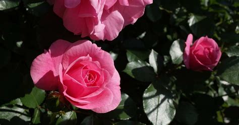 The 8 Best Roses For Hedges