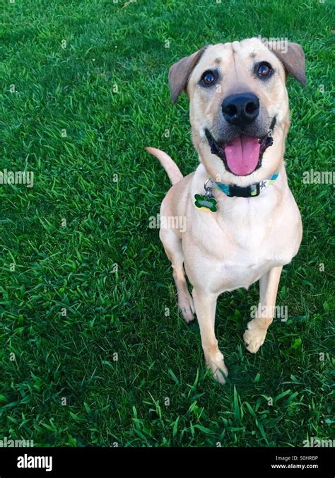 Happy Dog Sitting In Grass Stock Photo Alamy