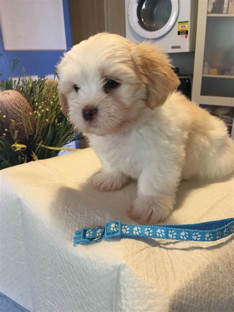 Malshi - Toowoomba - PetsForHomes