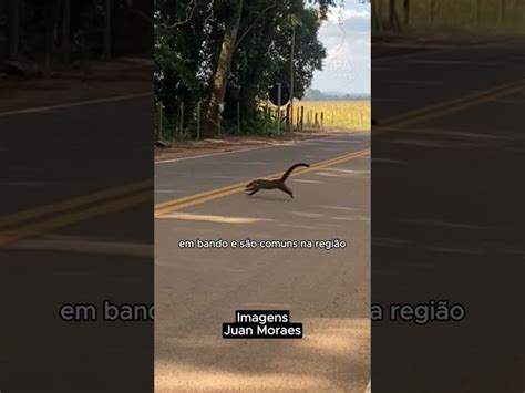 Fam Lia De Quatis Flagrada Atravessando Estrada Em Pouso Alegre