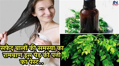 White Hair Problem सफ़ेद बालों की समस्या का रामबाण इस पेड़ की पत्ती का पेस्ट सफ़ेद बाल हो