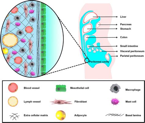 Peritoneum Diagram