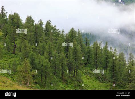 montane forest Stock Photo - Alamy