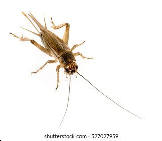 216 Gryllus assimilis Images, Stock Photos & Vectors | Shutterstock