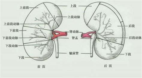 人体肾动脉解剖示意图 人体解剖图医学图库
