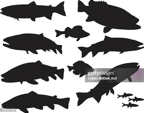 Speckled Trout Clip Art Photos and Premium High Res Pictures - Getty Images