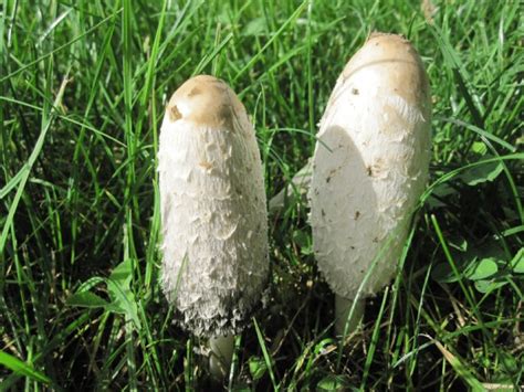 Champignons Apprenez Les Reconna Tre Les Cueillir Les Cuisiner