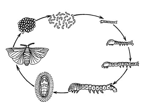 Atlas Moth Life Cycle