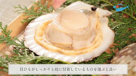 帆立貝（ほたてがい）の鮮度の見分け方 How To Distinguish Freshness Of Scallop ｜日本さばける