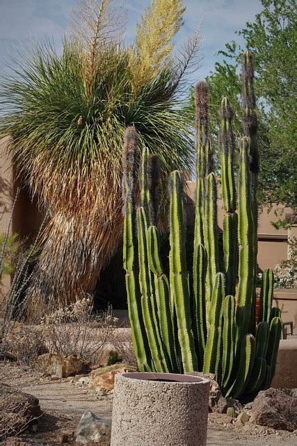 Cactus Arizona Desert - Free photo on Pixabay - Pixabay