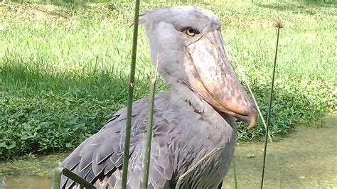 The Angry Shoebill | Ancient Endangered Bird - YouTube