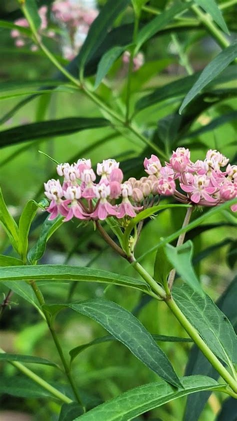 Wetland Plants Wild Ones Gibson Woods Chapter