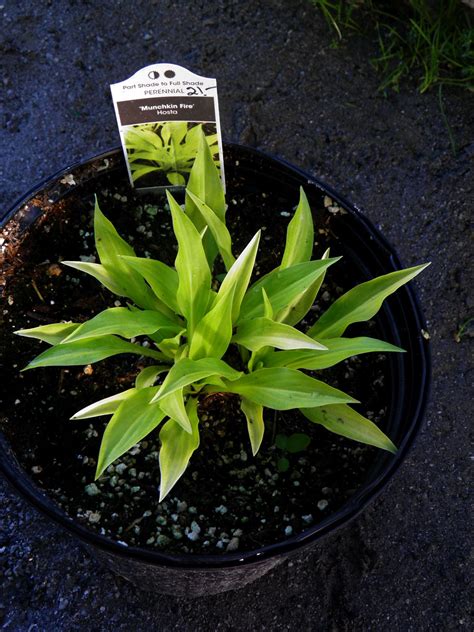 Hosta Munchkin Fire $21 - Vermont Flower Farm