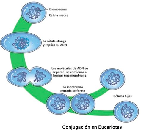 Caracteristicas De La Celula Procariota