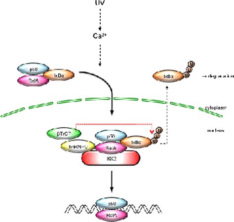 Nuclear Ikk Is An Adaptor Protein For I B Ubiquitination And