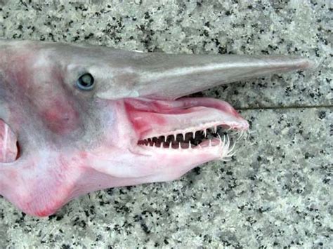 How a Baby Goblin Shark is Grown Up - SeaFish