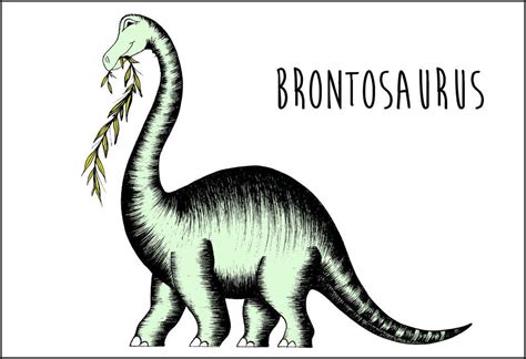 Brontosaurus Pictures & Facts - The Dinosaur Database