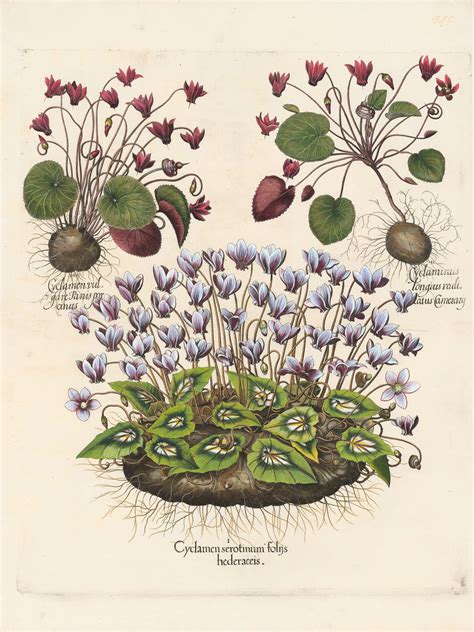 Besler Pl. 348, Ivy-leaved cyclamen, European cyclamen, et al | By