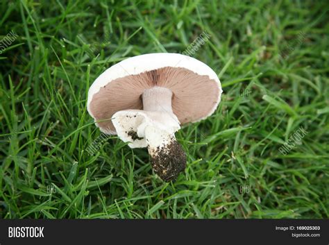 Agaricus Bitorquis Image & Photo (Free Trial) | Bigstock