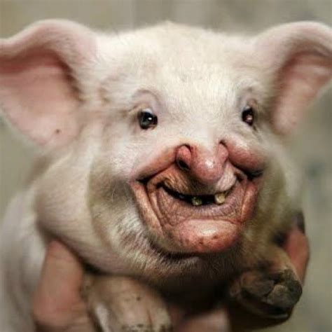 Create Meme Pig Pig Funny Pigs Scary Pig Pictures Meme Arsenal