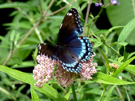 Beautiful Red Spotted Admiral Butterflies Limenitis Arthemis Kim