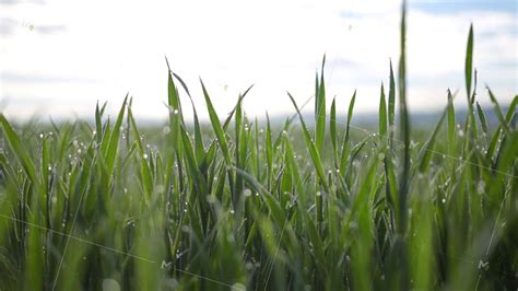 Close Up Of Beautiful Green Grass With Morning Dew On It Summer Youtube