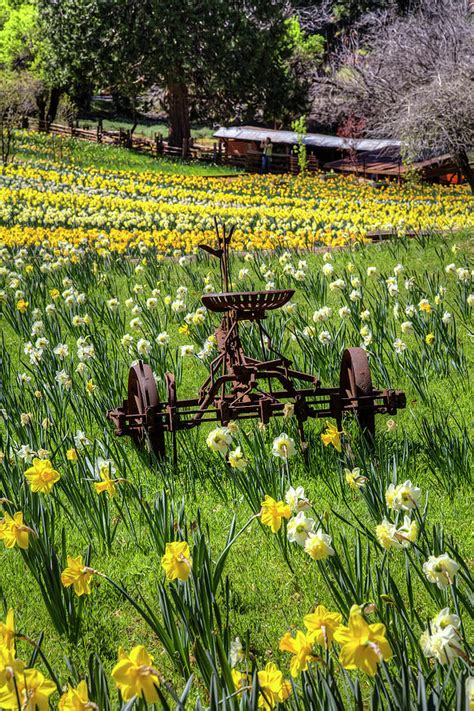 Daffodil Hill Photograph by Soroush Mostafanejad - Fine Art America