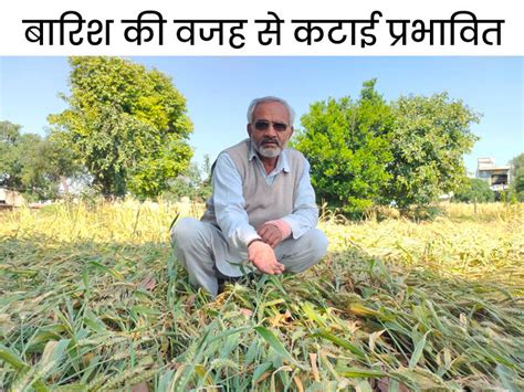 Karnal News Rain Damaged Farmers Crops 50 Thousand Farmers Of The