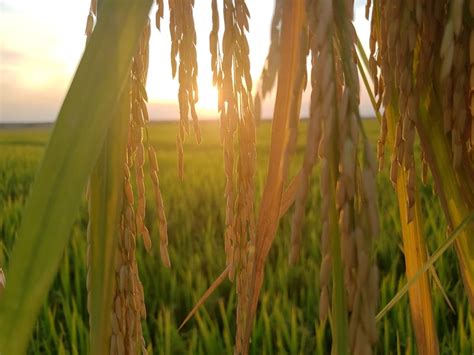 Campeões Do Desafio De Produtividade De Arroz Têm Resultados Até 90