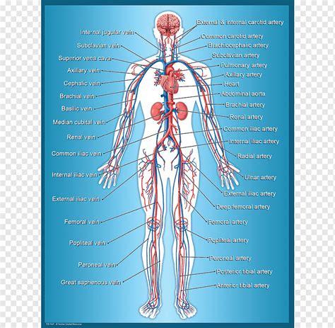 Organs Of The Circulatory System