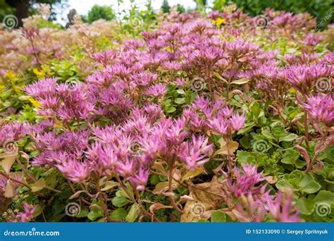 Flowers Succulent Stonecrop Sedum Close Up Of Small Pink Sedum