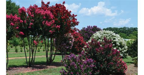 Why Does Crepe Myrtle Bark Peel? - Rewrite The Rules