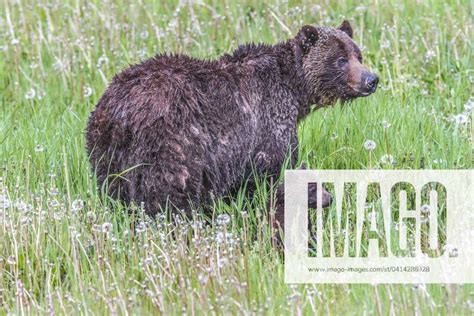 Grizzly Bear Mother And Cubs