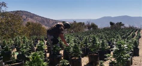 Plan Cannabis 2023 2024 Decomisan más de 3 100 plantas de marihuana en