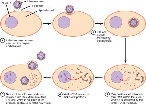 121 Viruses Concepts Of Biology 1st Canadian Edition