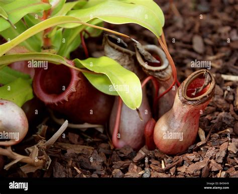 Nepenthes Ventricosa Plantae Une Plante Carnivore Sarracénie Des