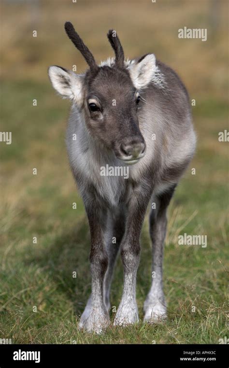 A Baby Reindeer Stock Photo Alamy