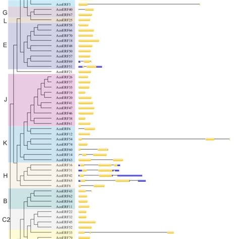 The Exon Intron Structure Of Acoerf Genes Based On The Evolutionary