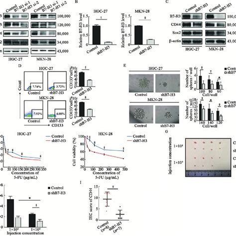 The AKT Pathway Is Involved In The B7 H3 Induced Stemness Of GC Cells