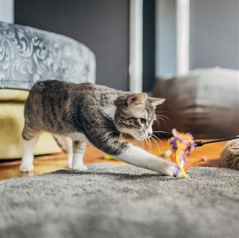 Cats And Female Mental Health Benefits: Unlocking Joy & Wellness