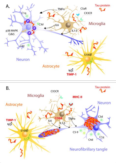 Tau Neuroinflammatory Cascade In Early Stages Of Tau Structural