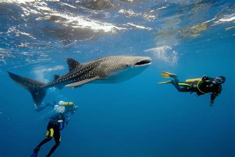 Lo que Debes Saber para Nadar con el Tiburón Ballena en Cancún Mayan