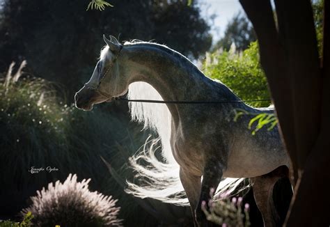 Arabian horses of... :: Silver Maple Farm