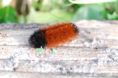 Arctic Woolly Bear Caterpillar Diet