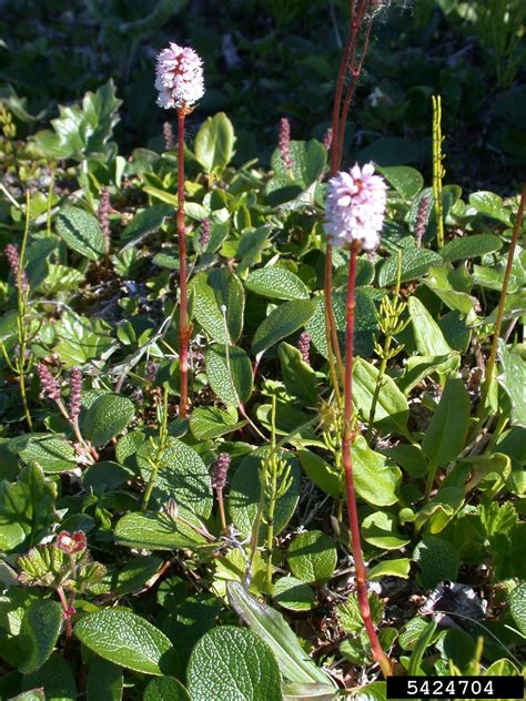 meadow bistort (Polygonum bistorta)