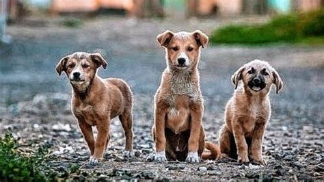 Hoy Es El Día Del Perro Mestizo