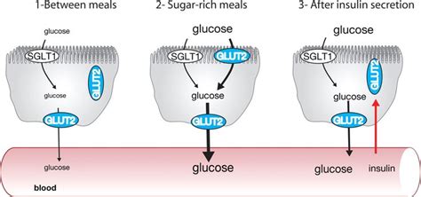 GLUT2 mutations, translocation, and receptor function in diet sugar managing… | Biochemistry ...